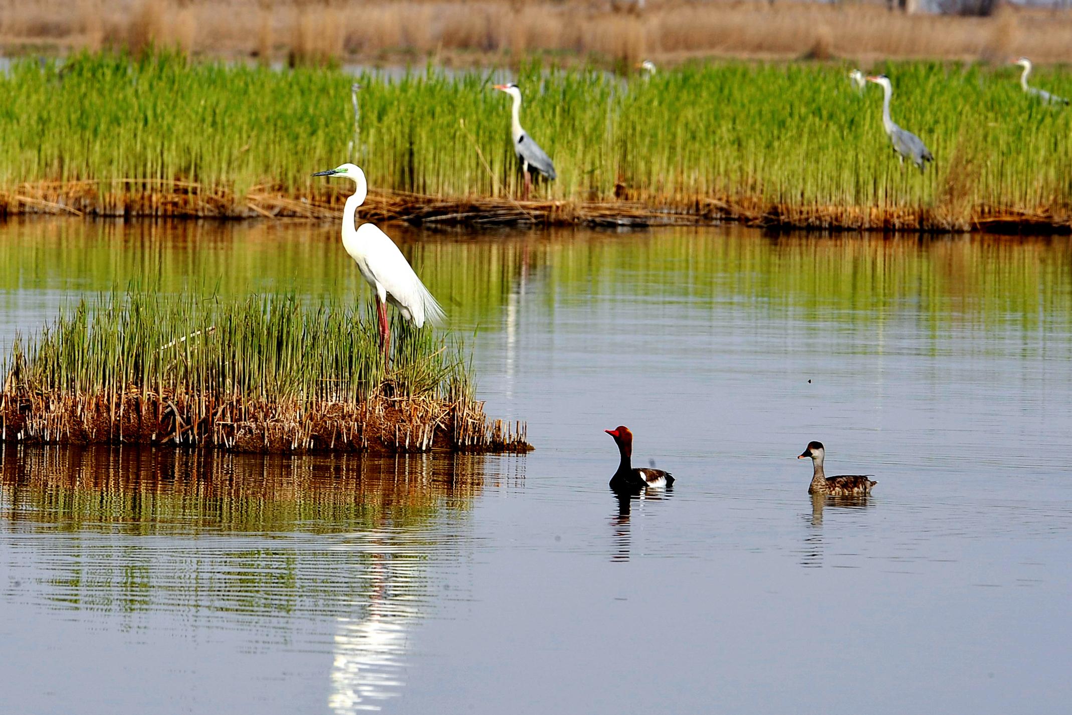 沙湖国际观鸟节将于4月下旬启幕