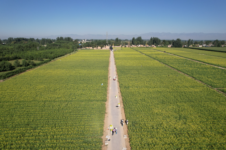 贺兰县瓜菜飘香溢出幸福味道