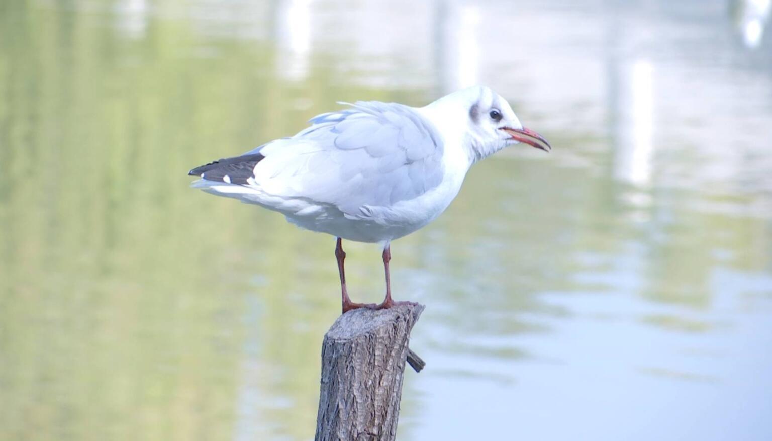 红嘴鸥再赴"银川之约"!-宁夏新闻网