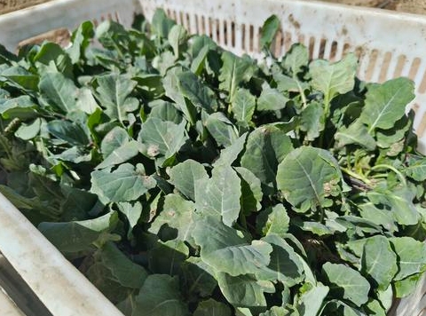 忙栽种忙收获银川冷凉蔬菜开启热销模式