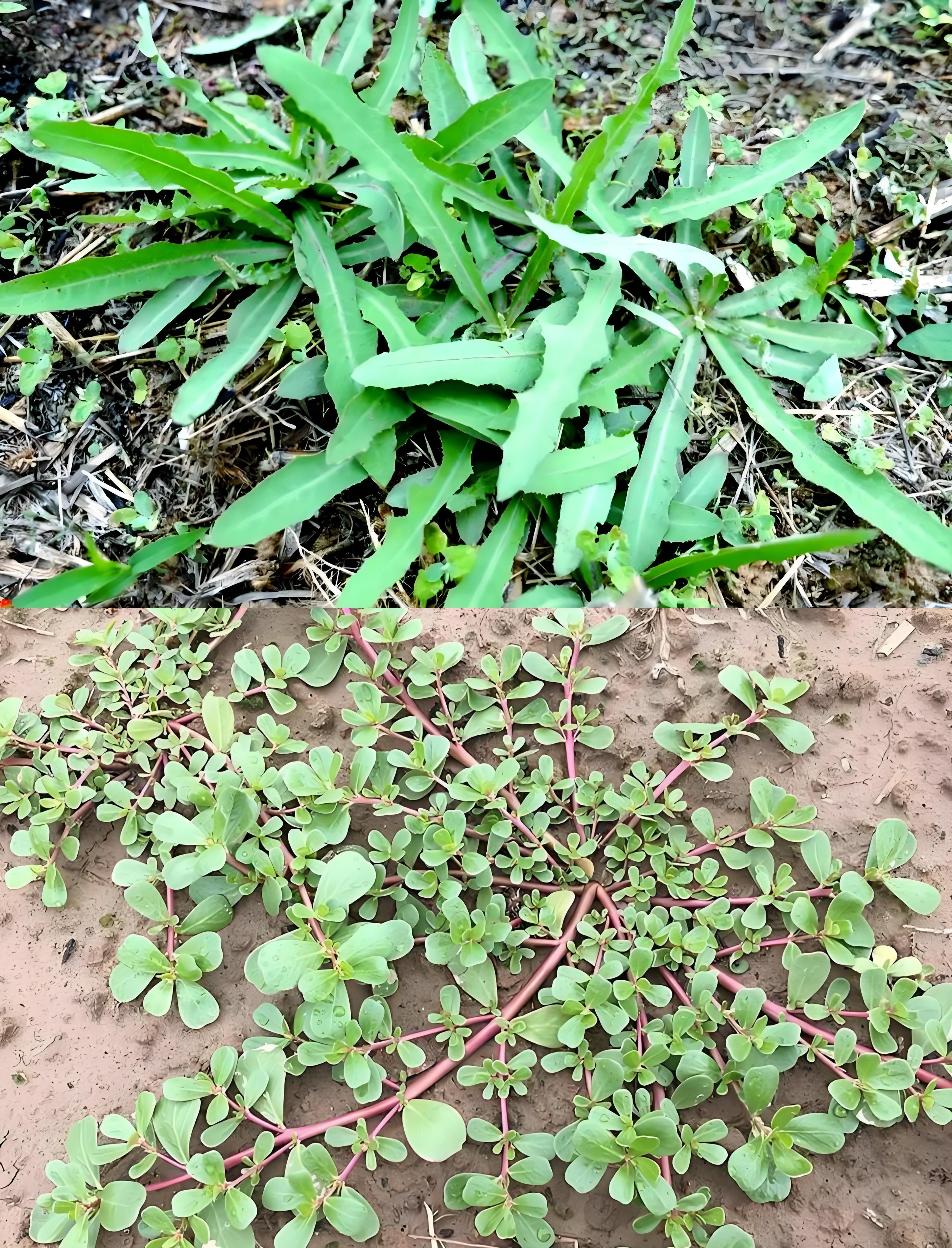 野菜清香正当时,唤醒舌尖上的春天