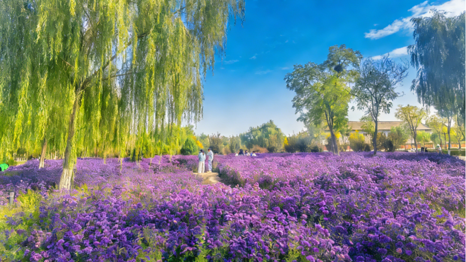 最全打卡攻略!银川2026年赏花观叶月历来了(图3)