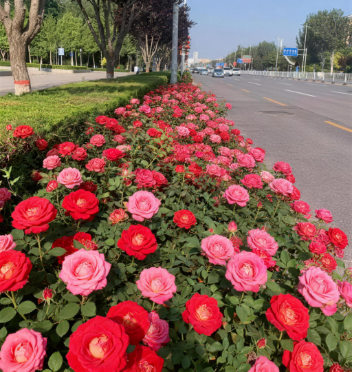 最全打卡攻略!银川2026年赏花观叶月历来了(图8)