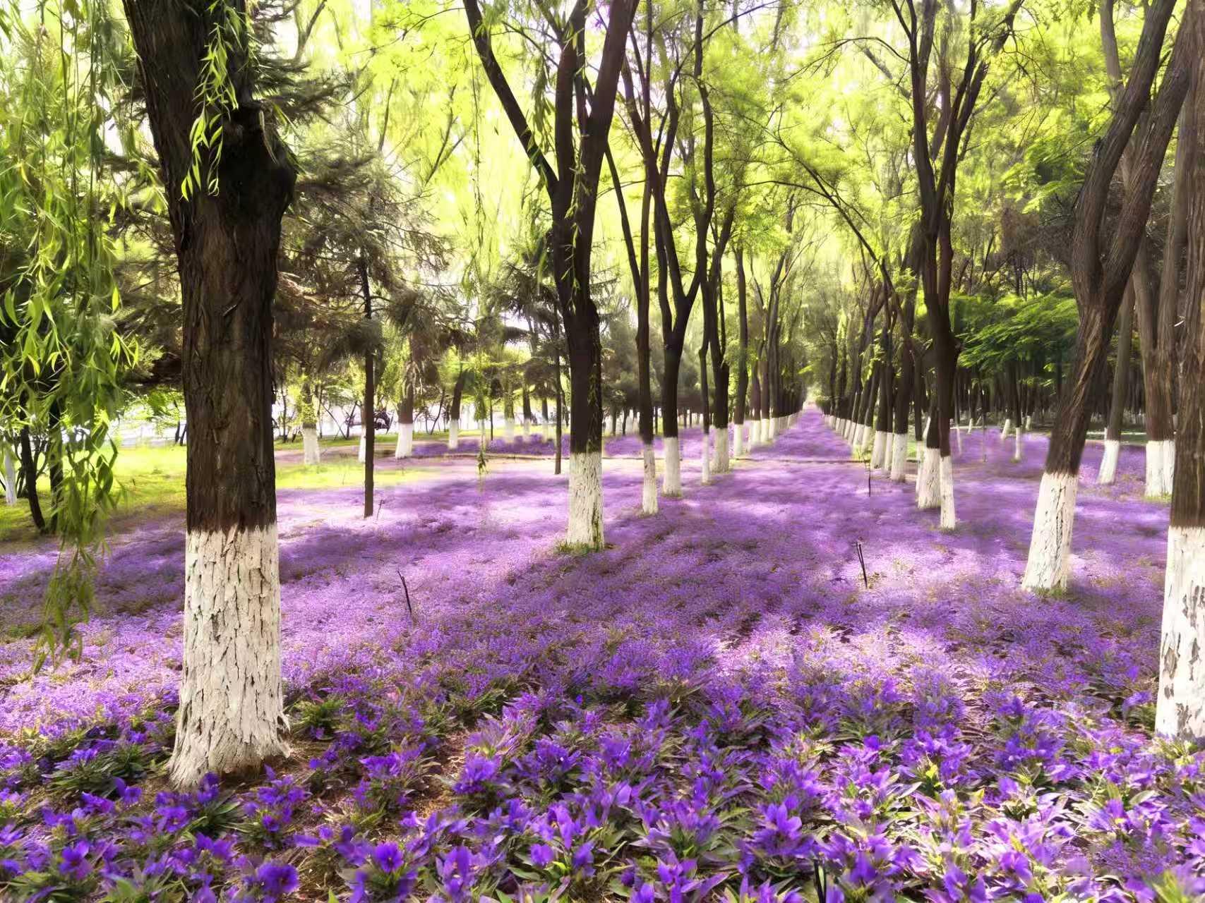 最全打卡攻略!银川2026年赏花观叶月历来了(图5)