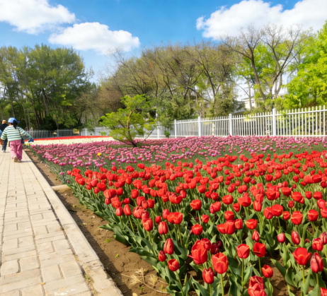 最全打卡攻略!银川2026年赏花观叶月历来了(图2)